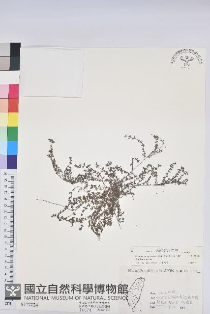 伏生大戟藏品圖，第1張