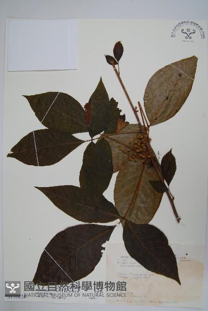 臺灣藤漆藏品圖，第1張