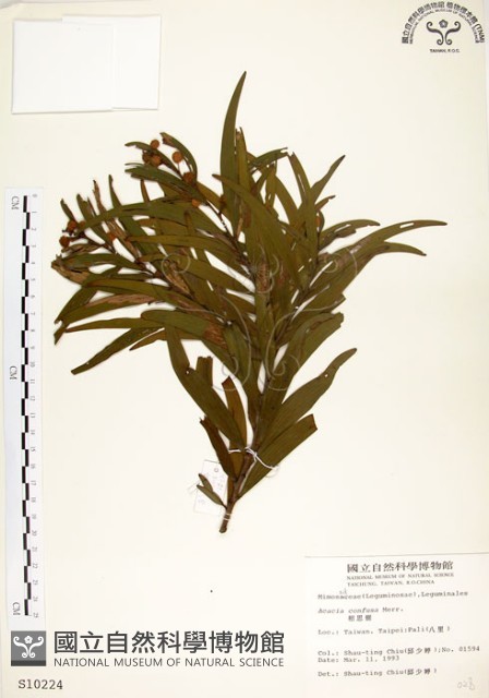 相思樹藏品圖，第1張