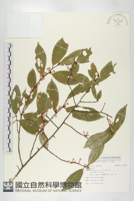 登錄號:S130224藏品圖，第1張