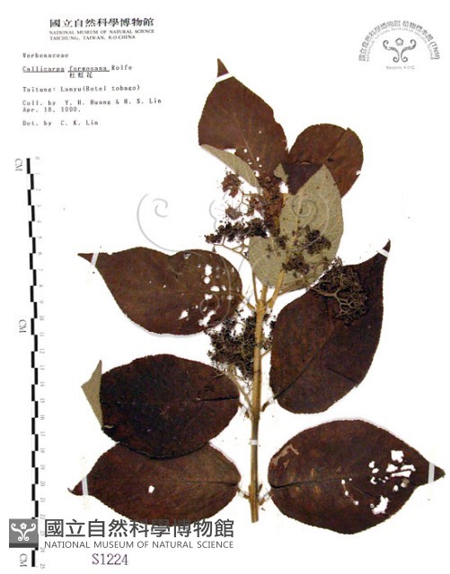 杜虹花，台灣紫珠藏品圖，第1張