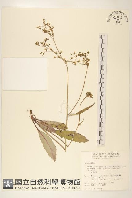 刀傷草藏品圖，第1張