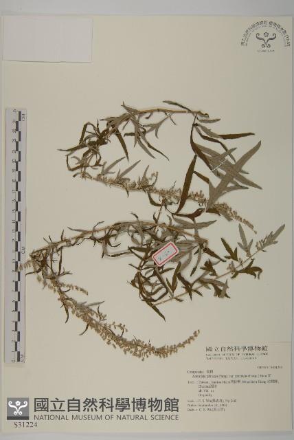 野艾蒿藏品圖，第1張