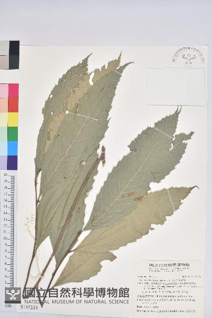 印度苦櫧藏品圖，第1張