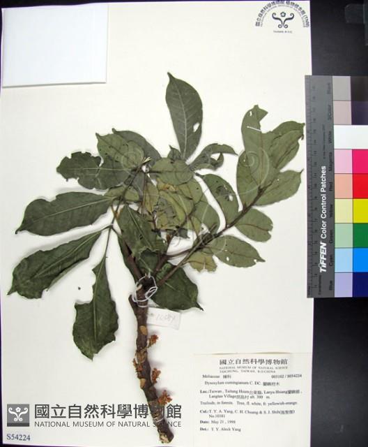 蘭嶼椌木藏品圖，第1張