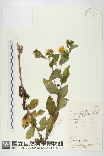 水朝陽花藏品圖，第1張