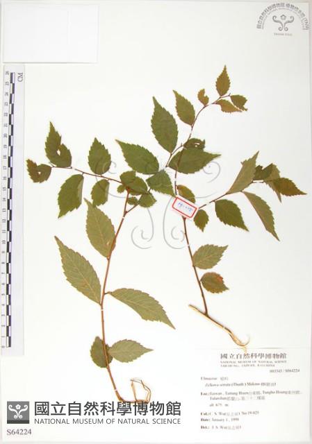 櫸、雞油藏品圖，第1張