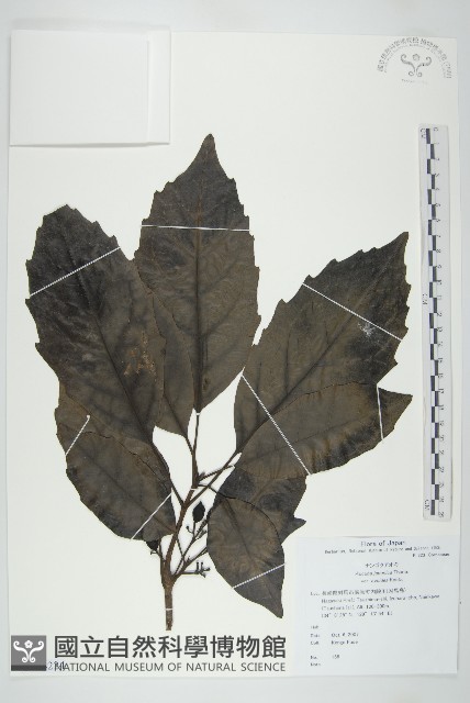 登錄號:S144224藏品圖，第1張