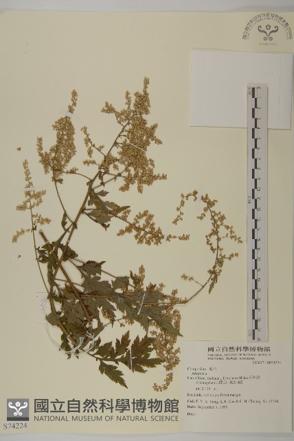 登錄號:S074224藏品圖，第1張
