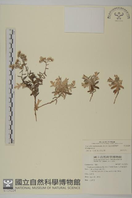 玉山抱莖籟簫藏品圖，第1張