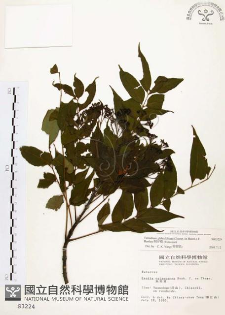 賊仔樹藏品圖，第1張