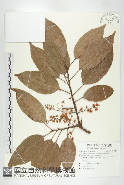 錫蘭橄欖、鋸葉杜英藏品圖，第1張