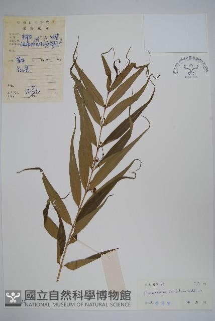 石蘿藦藏品圖，第1張