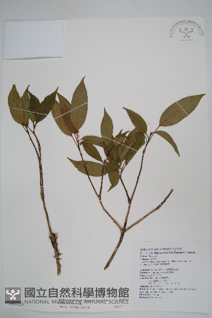 臺灣樹參藏品圖，第1張