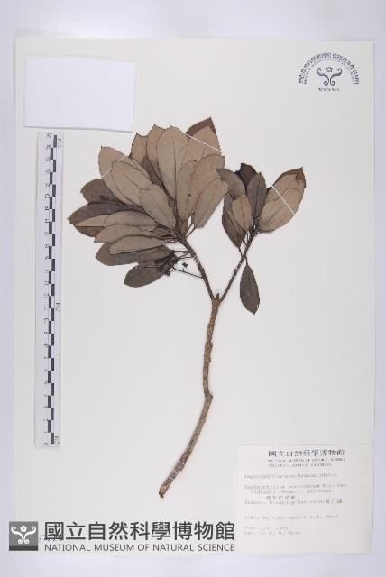 俄氏虎皮楠藏品圖，第1張