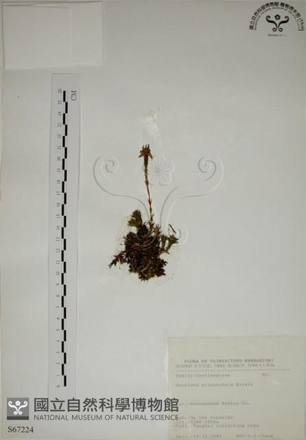 阿里山龍膽藏品圖，第1張