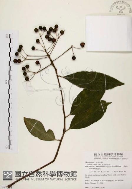 黑星紫金牛藏品圖，第1張