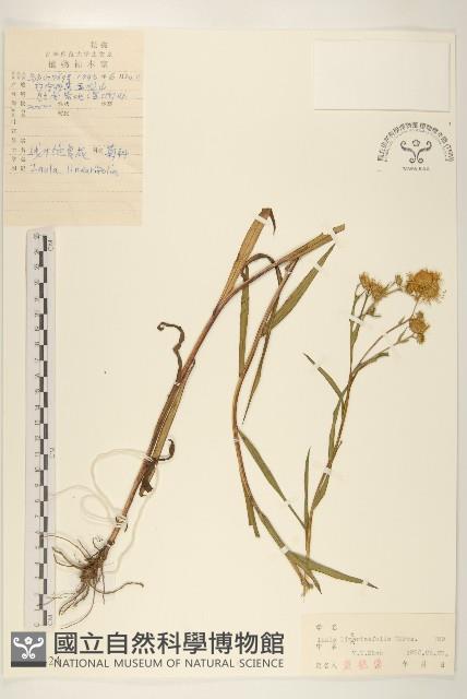 線葉旋覆花藏品圖，第1張