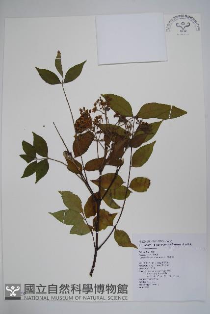 野漆樹藏品圖，第1張