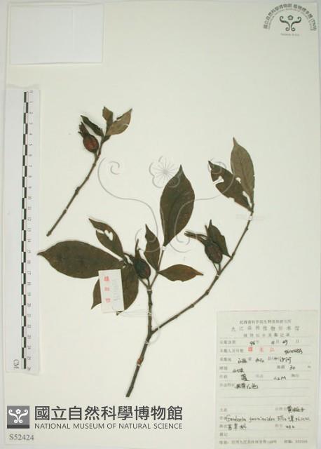 山黃梔藏品圖，第1張