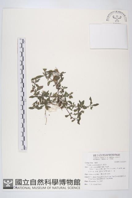 鱧腸藏品圖，第1張