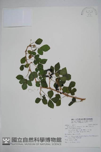 三葉五加藏品圖，第1張