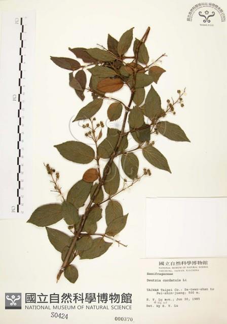 心基葉溲疏藏品圖，第1張