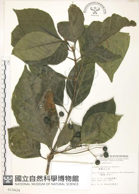 錫蘭玉心花藏品圖，第1張