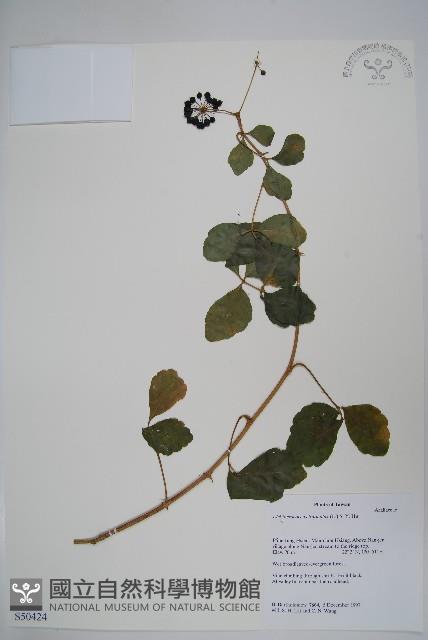 三葉五加藏品圖，第1張