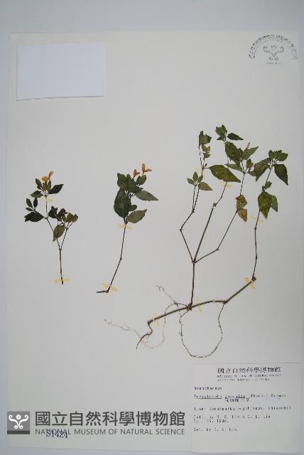 九頭獅子草藏品圖，第1張