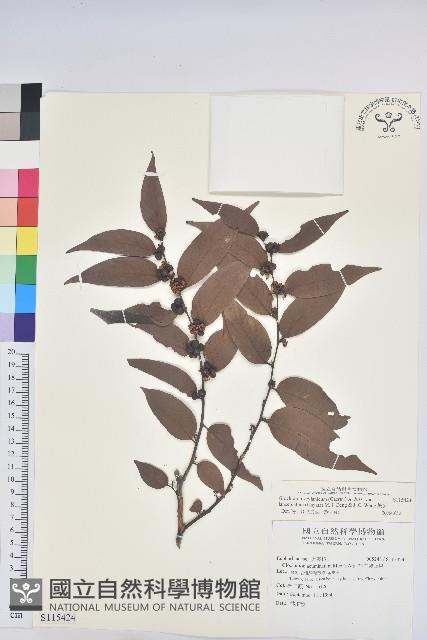 披針葉饅頭果藏品圖，第1張