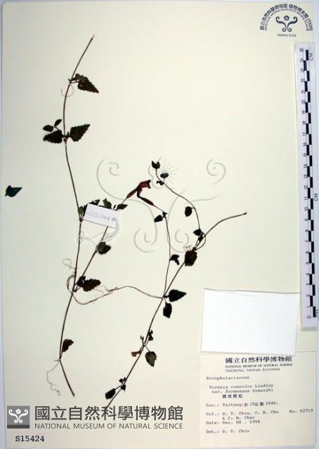 倒地蜈蚣、四角銅鑼藏品圖，第1張