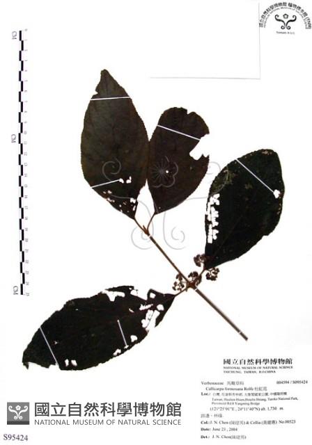 杜虹花，台灣紫珠藏品圖，第1張