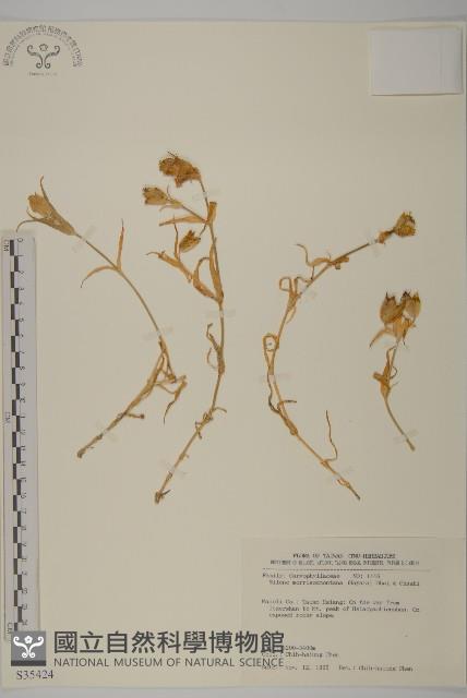 玉山蠅子草藏品圖，第1張