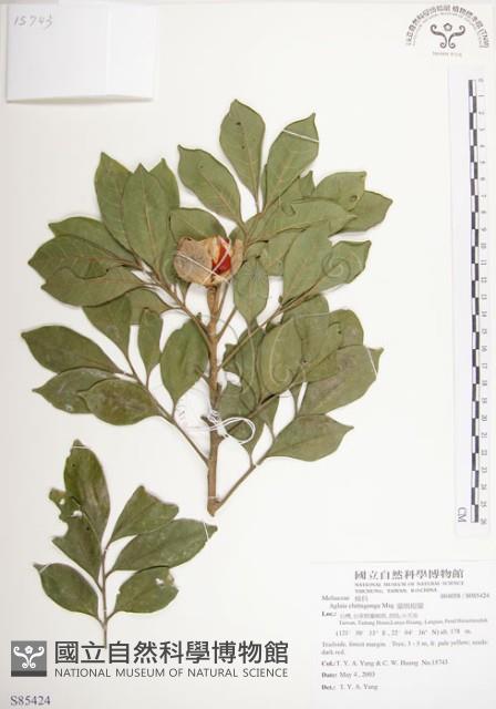 蘭嶼樹蘭藏品圖，第1張