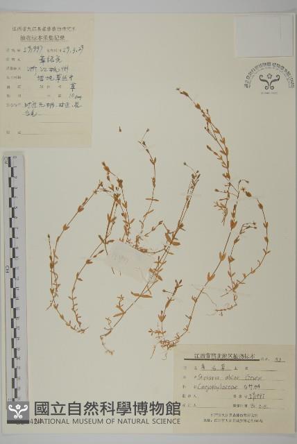 雀舌草藏品圖，第1張