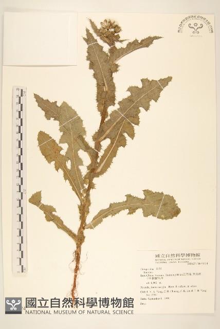 登錄號:S074424藏品圖，第1張