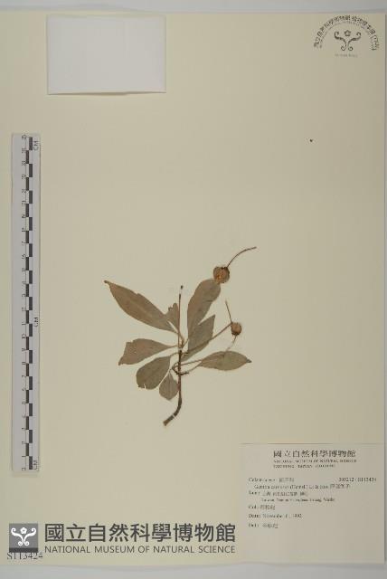 厚葉衛矛藏品圖，第1張