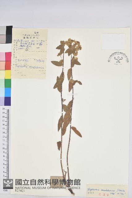 東北大戟藏品圖，第1張