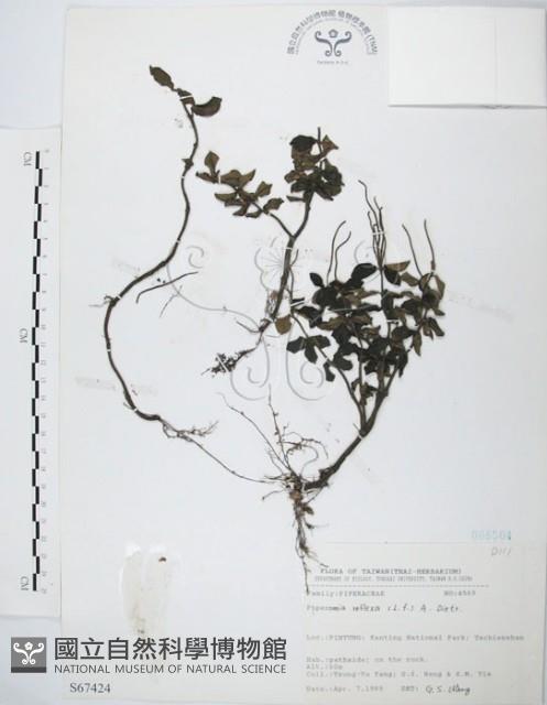 椒草藏品圖，第1張