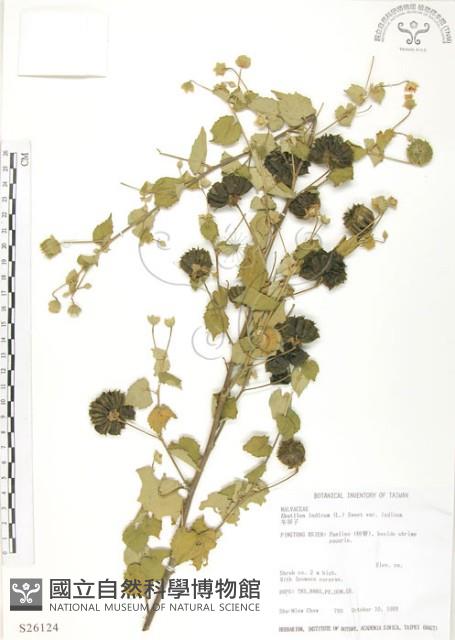 冬葵子藏品圖，第1張