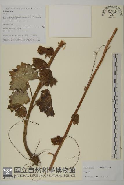 登錄號:S106124藏品圖，第1張