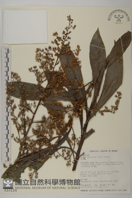 走馬胎藏品圖，第1張