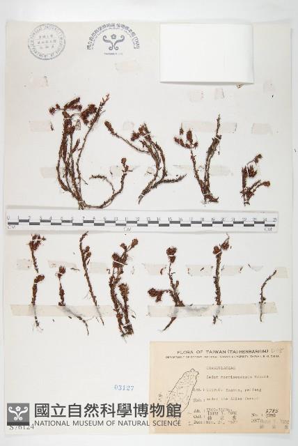 玉山佛甲草藏品圖，第1張