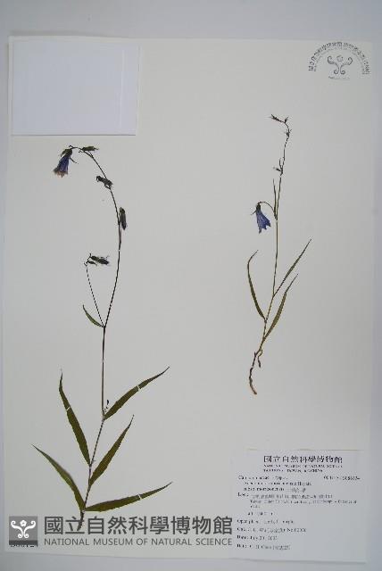 玉山沙參藏品圖，第1張