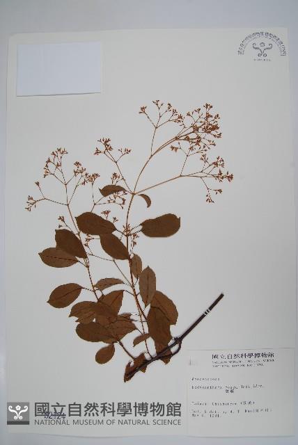 酸藤藏品圖，第1張