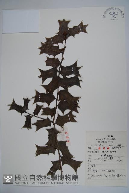 枸骨藏品圖，第1張