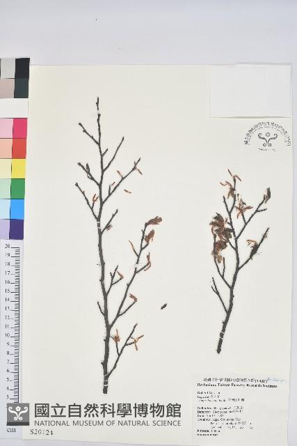 臺灣水青岡藏品圖，第1張