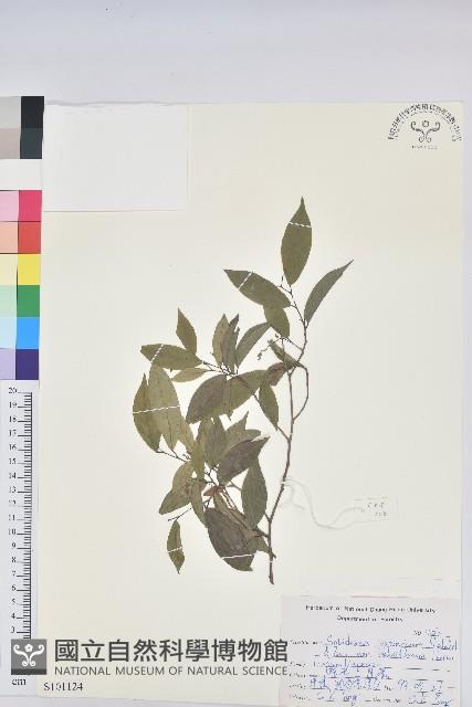 密花五月茶藏品圖，第1張