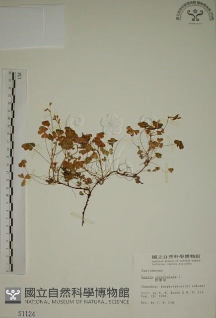 酢漿草藏品圖，第1張